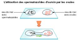 Oursin F Condation Interne Ou Externe