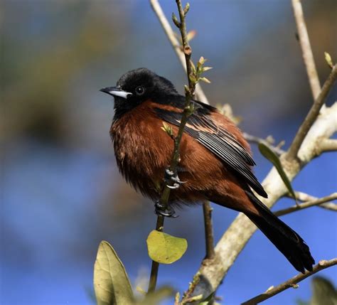 Orchard Oriole Feederwatch