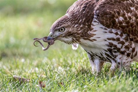 10 Fun Facts About The Red Tailed Hawk Audubon