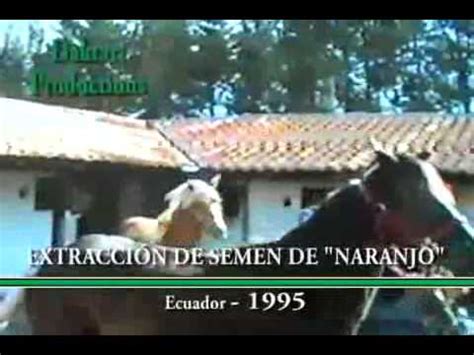 Extracci N Del Semen Equino De Naranjo En Ecuador Youtube