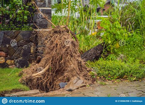 Trees Damaged And Uprooted After A Violent Storm Trees Have Fallen In