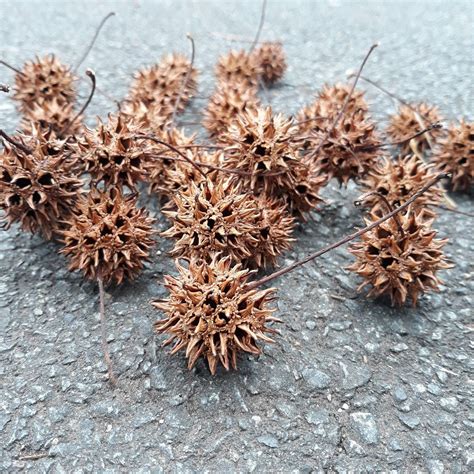 Natural Sweetgum Balls Spiky Balls Crafts Centerpiece Decoration