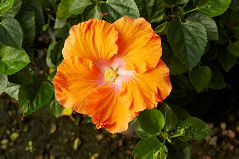 Hollywood Hibiscus Our Plant Collection J Berry Nursery