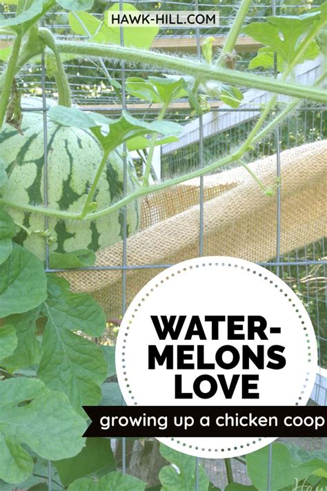 Growing Watermelons On A Trellis Fence Or A Chicken Coop Hawk Hill