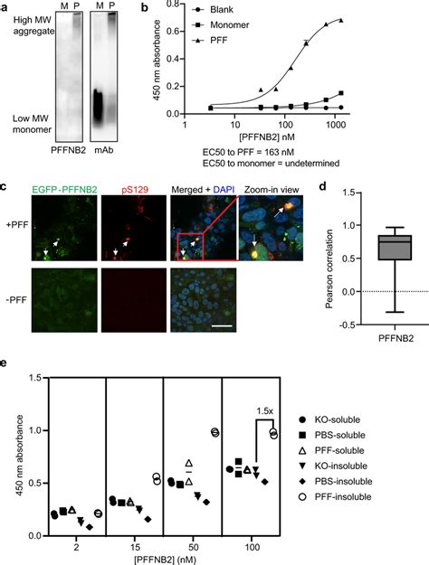 In Vitro Characterization Of Pffnb2 Binding To α Syn Pff And