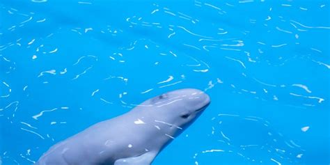 Remarkable Video Shows Beluga Whale Calf Birth Big World Tale