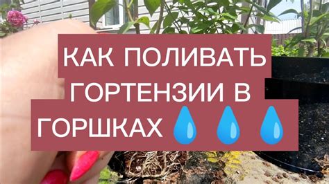 ПРО ПОЛИВ ГОРТЕНЗИЙ В ГОРШКАХ 🌿🌿🌿💧💧💧 - YouTube