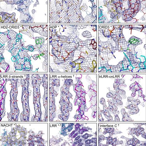 Quality Of Cryo Em Densities Sections Of Focused Refined Nlrp Crid