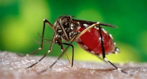 Dengue Cases On The Rise