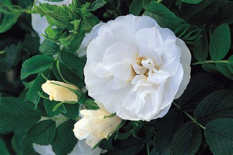 Rosa Rugosa Blanc Double De Coubert Rugosa Rose