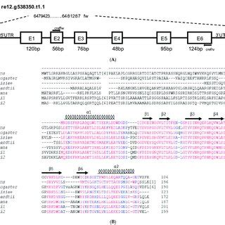 Gene Structure Organization Of Chlamydomonas Reinhardtii Frataxin A