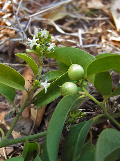 Olax scandens (Olacaceae) image 87952 at PhytoImages.siu.edu