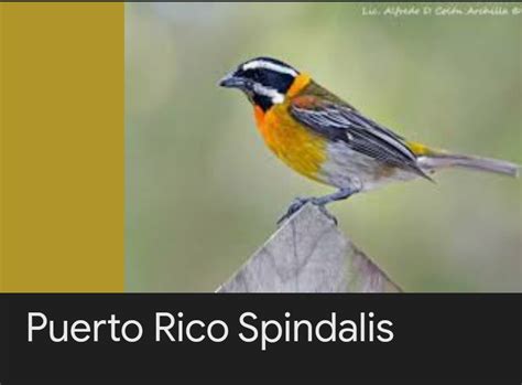 The National Bird of Puerto Rico (has a pretty song) )it relaxes me a ...