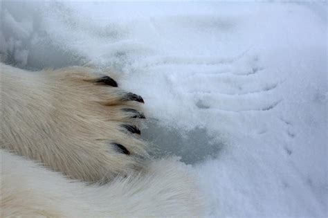 Polar Bear Claws | How Long are Polar Bear Claws? • PolarBearFacts.net