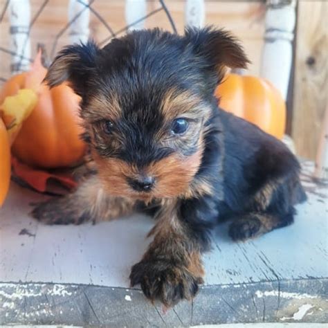 Yorkshire Terrier Breeders in the USA with Puppies for Sale | PuppyHero