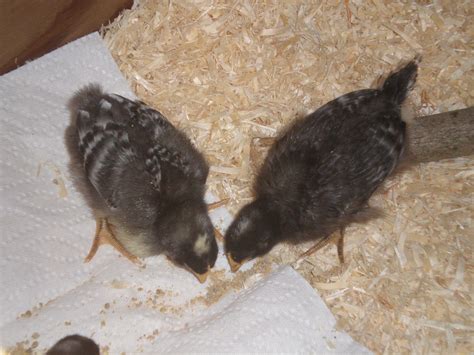 Barred Rock Chicks Gender Id Backyard Chickens Learn How To Raise