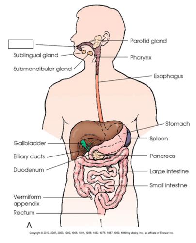 Rad Gi System Anatomy Flashcards Quizlet