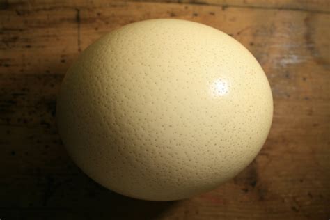 Ostrich Egg HD Wallpapers