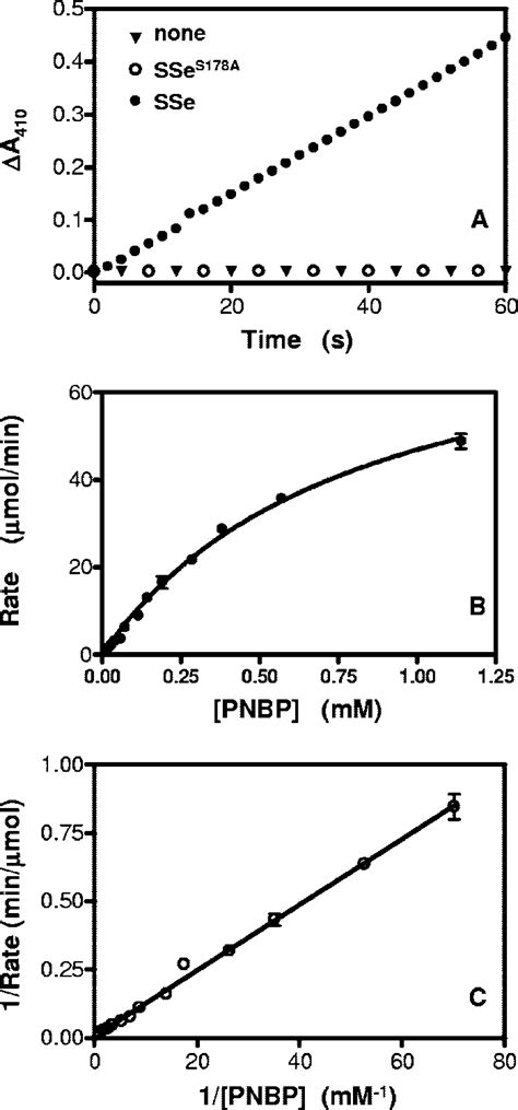 Serine Esterase Activity Of Recombinant Sse A Sse Catalyzed