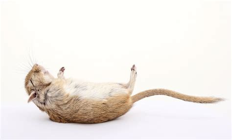 What to Do With a Dead Gerbil: Just Follow These Prudent Steps