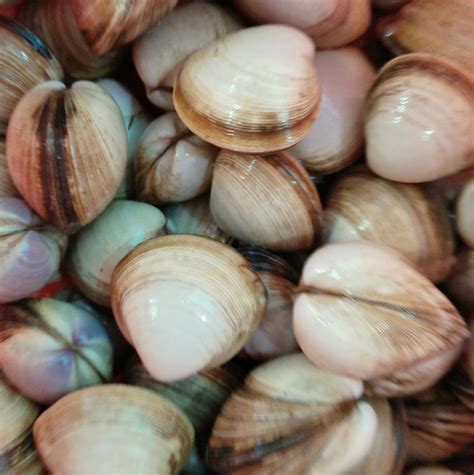 Live Venus Clam Sonaturalhk Hong Kong Online Seafood Delivery