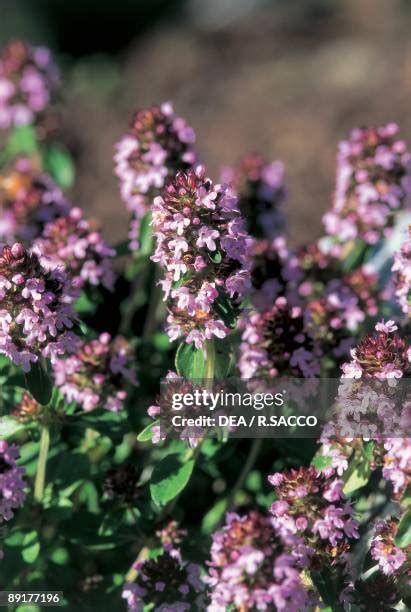 Creeping Thyme Photos and Premium High Res Pictures - Getty Images