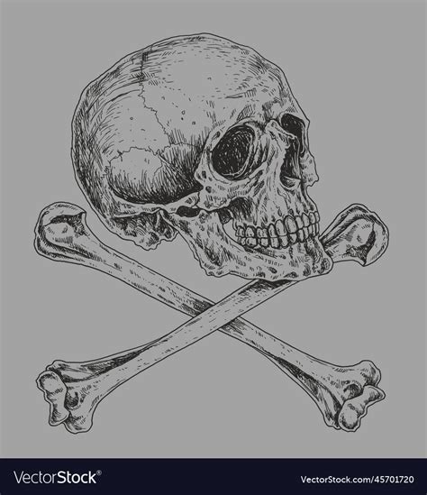 Skull and crossbones drawing Royalty Free Vector Image