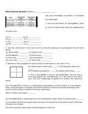 Standard Docx Bikini Bottom Genetics Name Trait Body Shape Body Color Eye Shape Nose Style