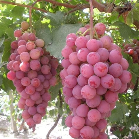 Winogrono Winoro L Einset Seedless Bezpestkowa