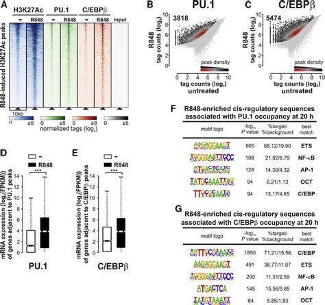 Characterization Of TLR8 Induced PU 1 And C EBPb Binding Regions A