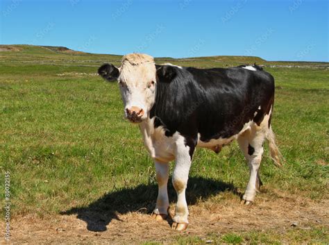 Irish Bull Stock Photo Adobe Stock