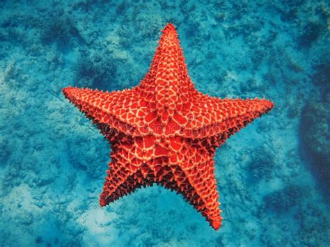 Starfish Underwater Over Colorful Marine Life Stock Photo - Image of ...