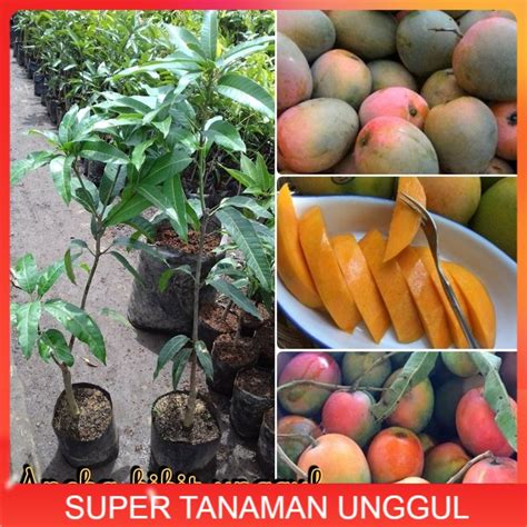 Grafted Mango Gedong Gincu Tropical fruit tree 15"-19" [Best Sellers ...