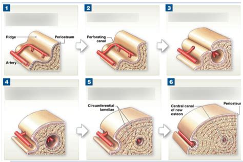 Bone Growth Remodeling Widening And Thickening Diagram Quizlet