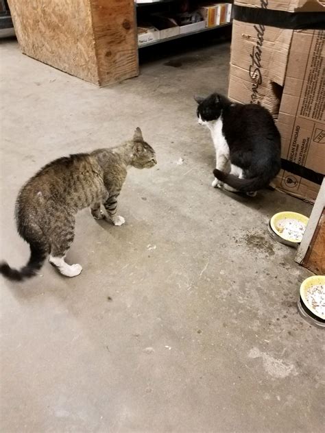How should I handle neutered cat conflicts? : r/Feral_Cats
