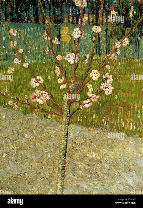 Vincent Van Gogh White Orchard Hi Res Stock Photography And Images