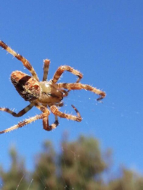 Premium Photo Close Up Of Spider On Web Against Blue Sky