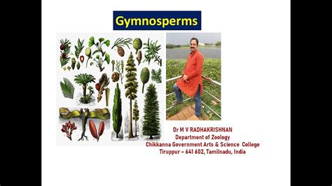 Gymnosperms Characters Classification And Economic Importance Youtube