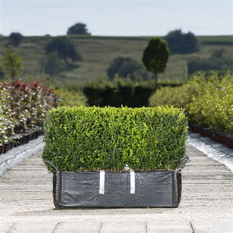 Common Box Ready Bag Instant Hedge 1m Pre Grown Thompson Morgan