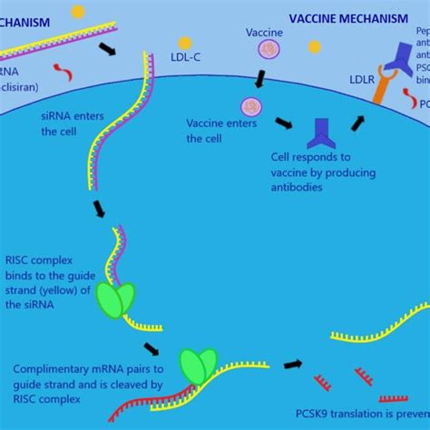 Anti-PCSK9 siRNA and vaccine mechanisms. | Download Scientific Diagram 