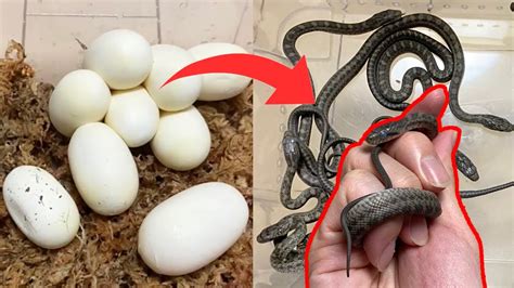 アオダイショウの赤ちゃん孵化しました！【蛇の飼育】♦️rat Snake Hatched From Egg！ Youtube