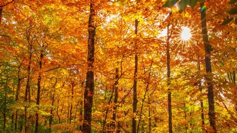 Temperate Deciduous Forest Biome