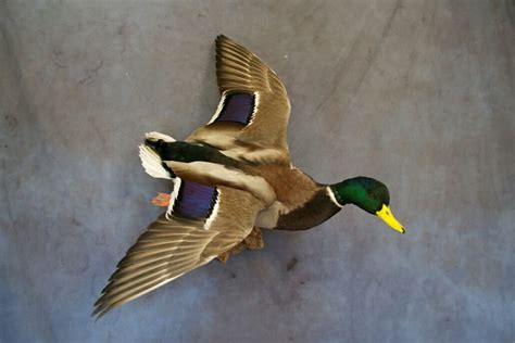 Mallard Mount Mallard Drake Mounts Puddle Duck Mounts Taxidermy