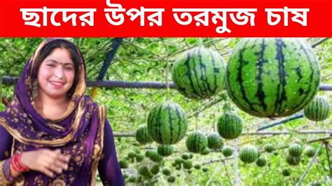 ছাদের উপর তরমুজ চাষ ছাদে‌ করি তরমুজ চাষ 2023 ছাদে তরমুজ চাষ করার