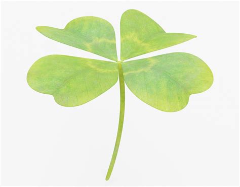 3d Model Four Leaf Clover Cgtrader