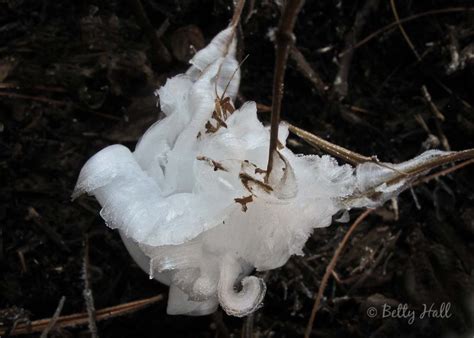 Frost Flowers – Betty Hall Photography