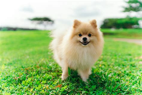 A Complete Guide to Pomeranian Dogs: History, Characteristics, and Care ...