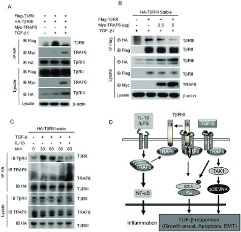 TRAF6 Enhances Dissociation Of TbRIII From TbRII TbRI Complex A The