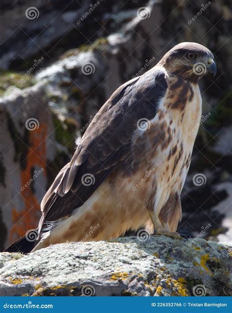 Portrait Of A Tawny Owl Strix Aluco Royalty Free Stock Image