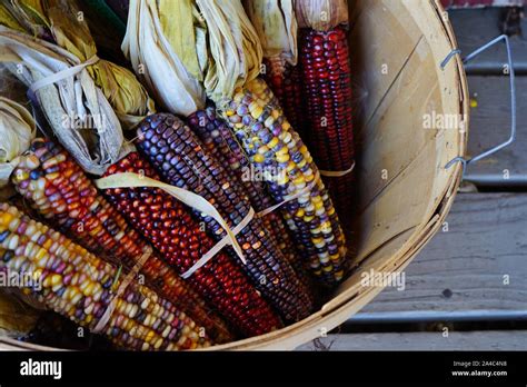 Decorative Indian Corn With Colorful Kernels In The Fall Stock Photo